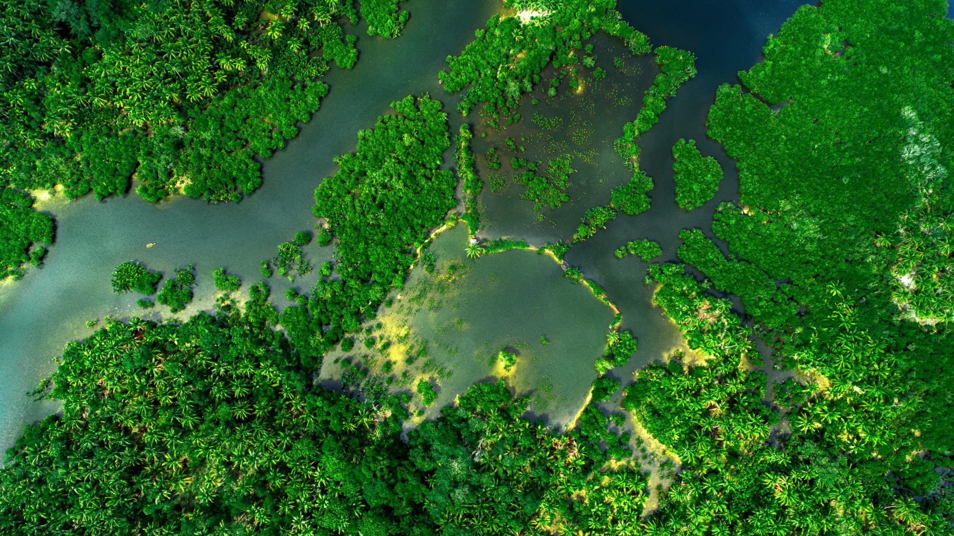 Остров Саадият мангровые леса