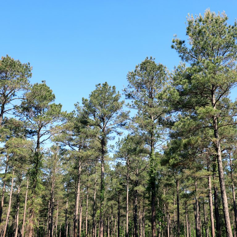 Working forest in southern Arkansas within the Morehouse catchment area
