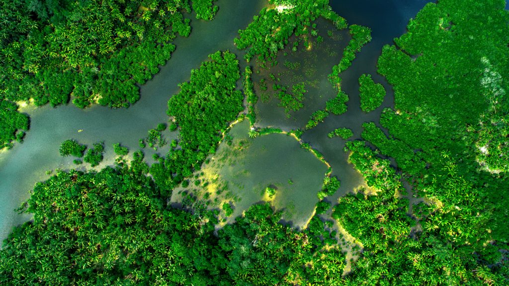 Aerial view of mangrove forest and river on the Siargao island ...