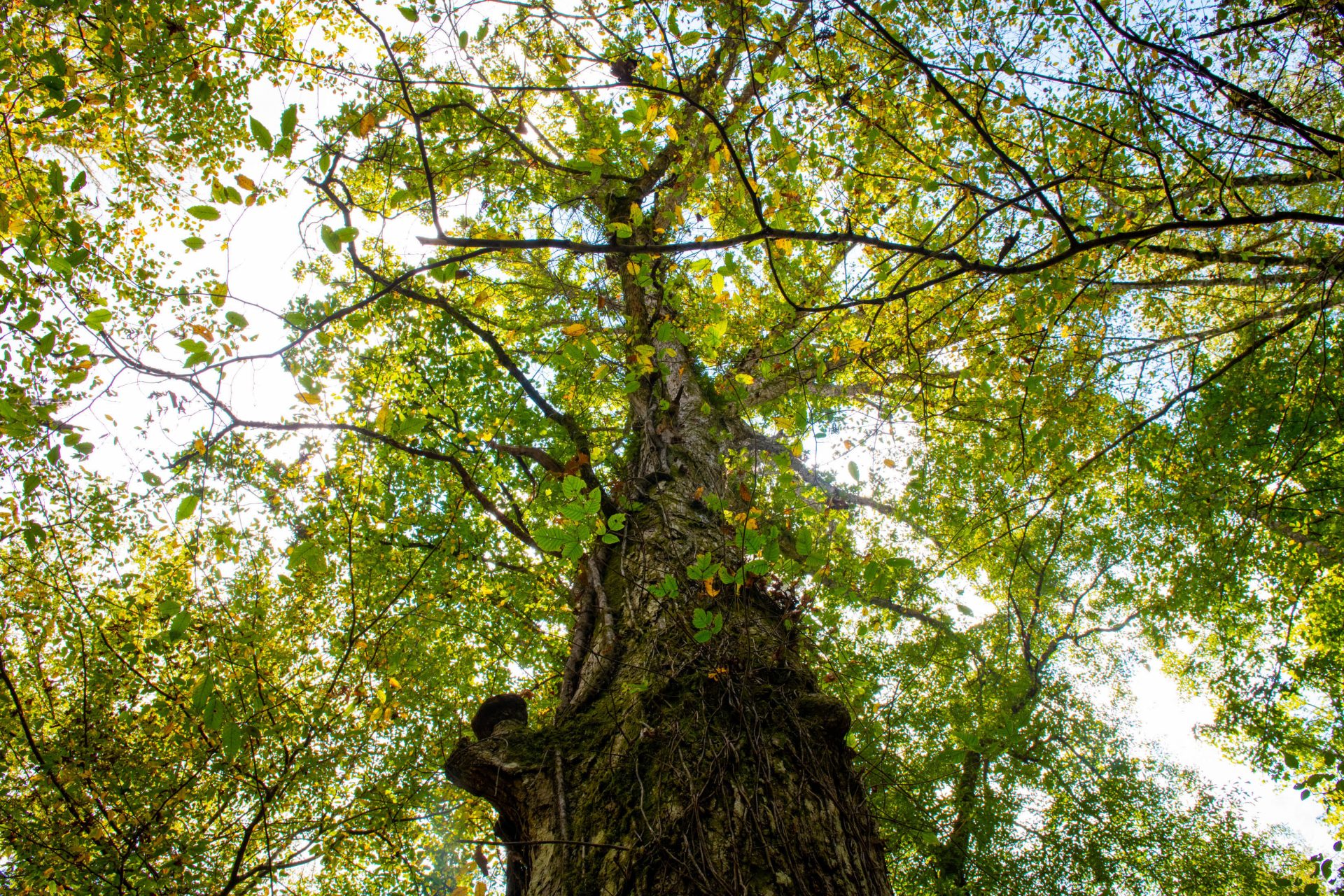 Forests, net zero and the science behind biomass - Drax Global